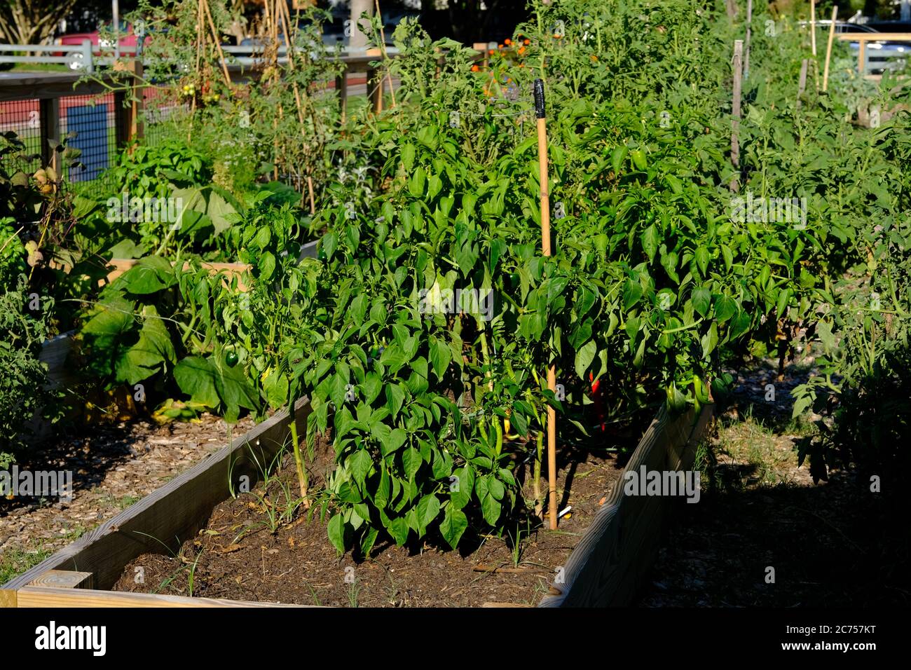 Urban Rain Garden Farm individuali trame in box di Kale, pomodori, Peperoni, banane, girasoli, decorazioni e piante assortite mantenute dai proprietari Foto Stock