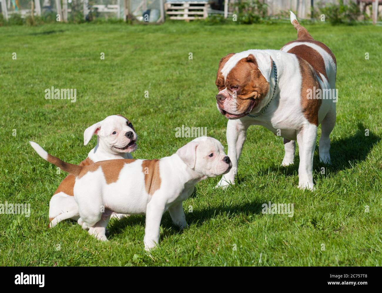 I cuccioli di Bulldog americani con la madre stanno giocando Foto Stock