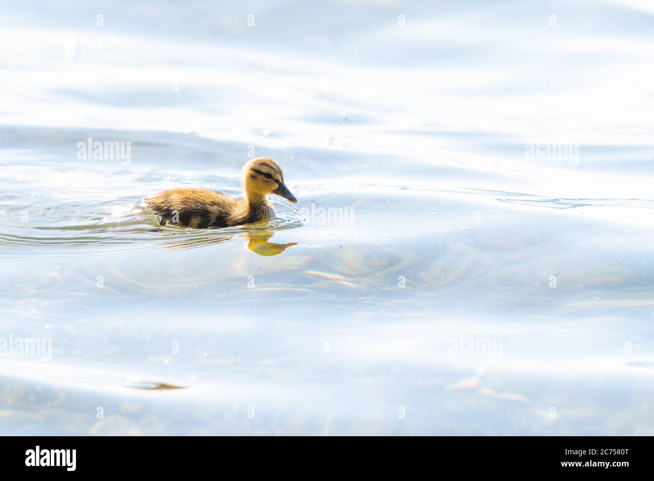 Primo piano di un'anatra di Mallard (Anas platyrhynchos ) pulcino che nuota in superficie. Foto Stock