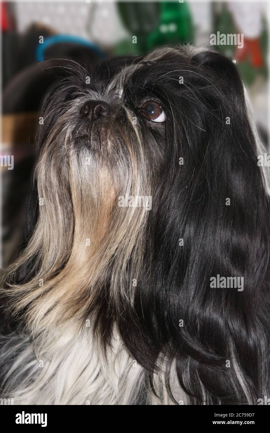 Shih Tzu cane, guardando verso l'alto e lateralmente Foto Stock