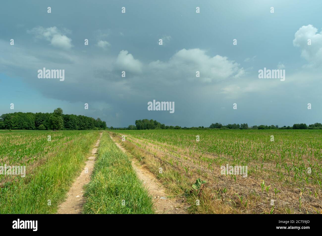 Una strada di campagna attraverso i campi di mais e il cielo nuvoloso, vista estiva Foto Stock
