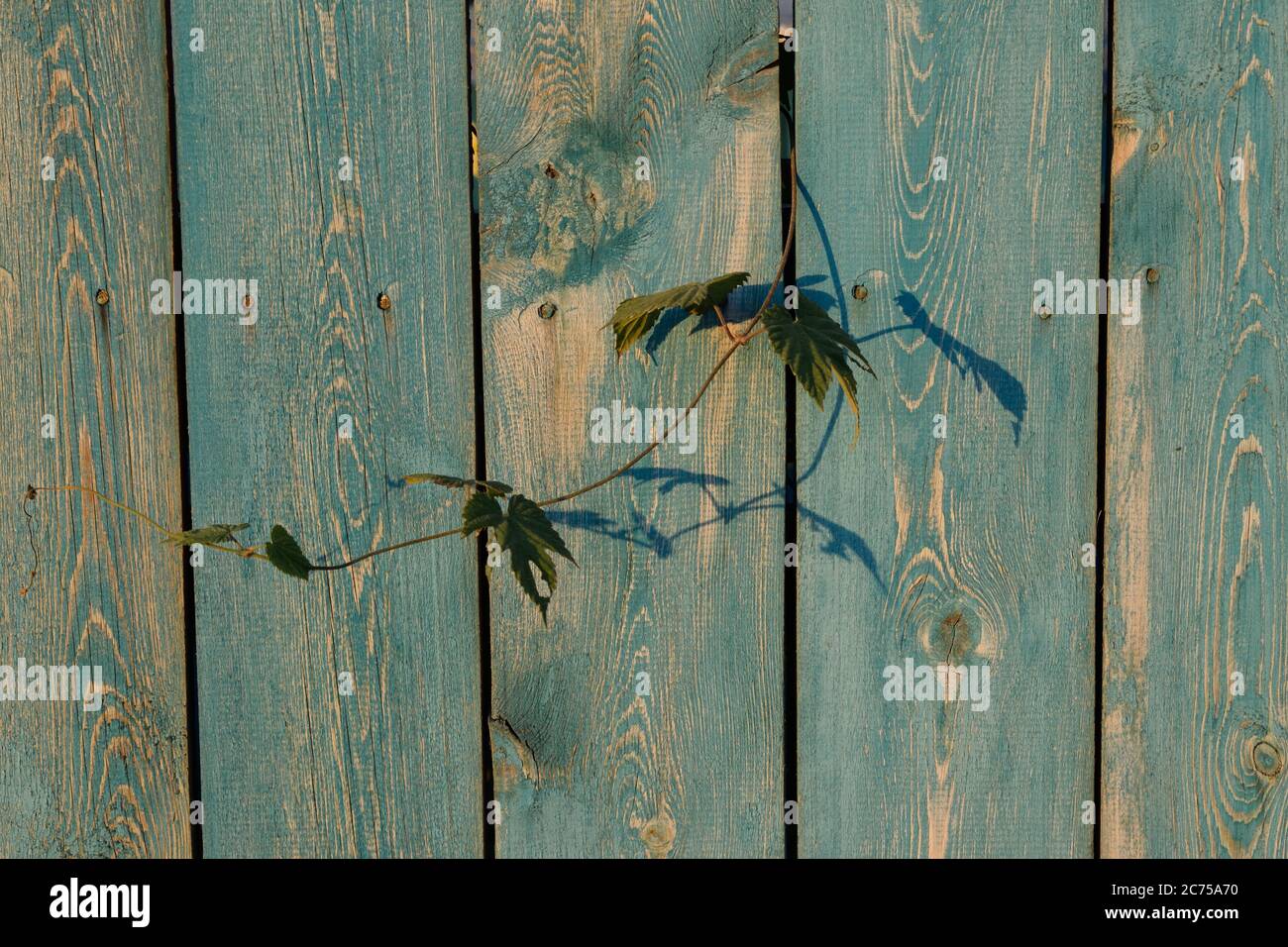 Un ramo sottile che cresce attraverso una rastrelliera in un legno Recinzione Foto Stock