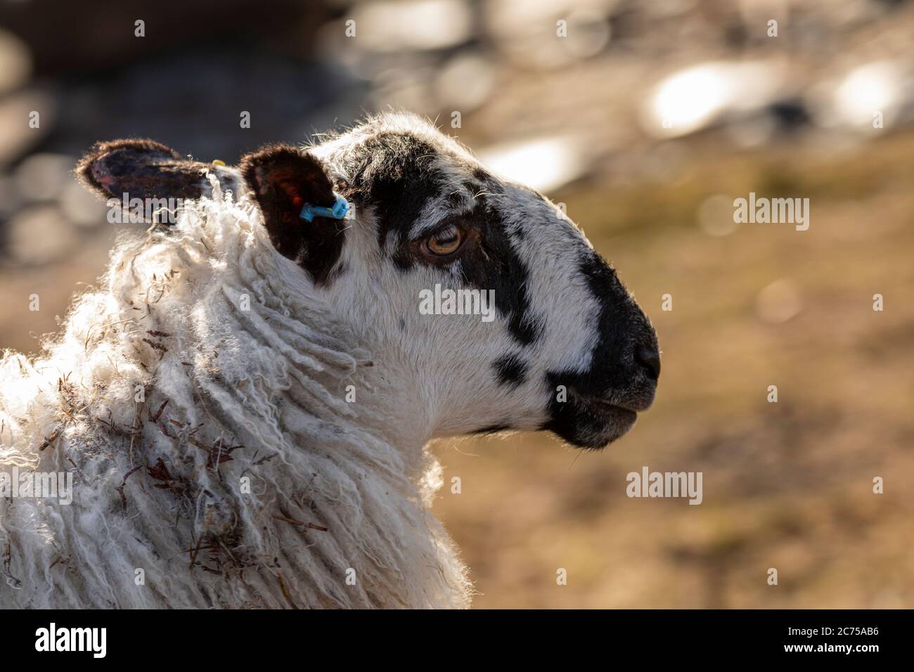 Ritratto di una pecora individuale che pascola sul pascolo, sulla costa di Norhtumberland, Regno Unito Foto Stock