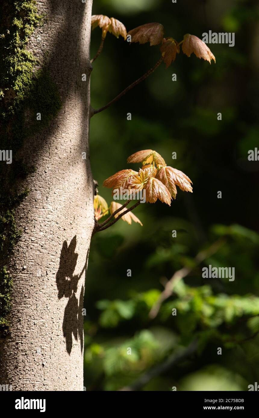 Luce del sole sulle foglie in primavera crescita, Chipping, Preston, Lancashire, Regno Unito Foto Stock