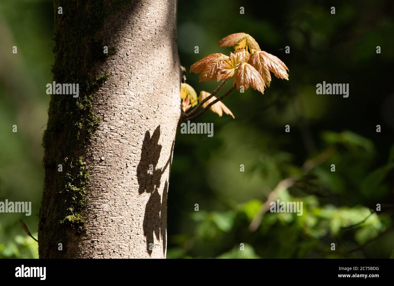 Luce del sole sulle foglie in primavera crescita, Chipping, Preston, Lancashire, Regno Unito Foto Stock