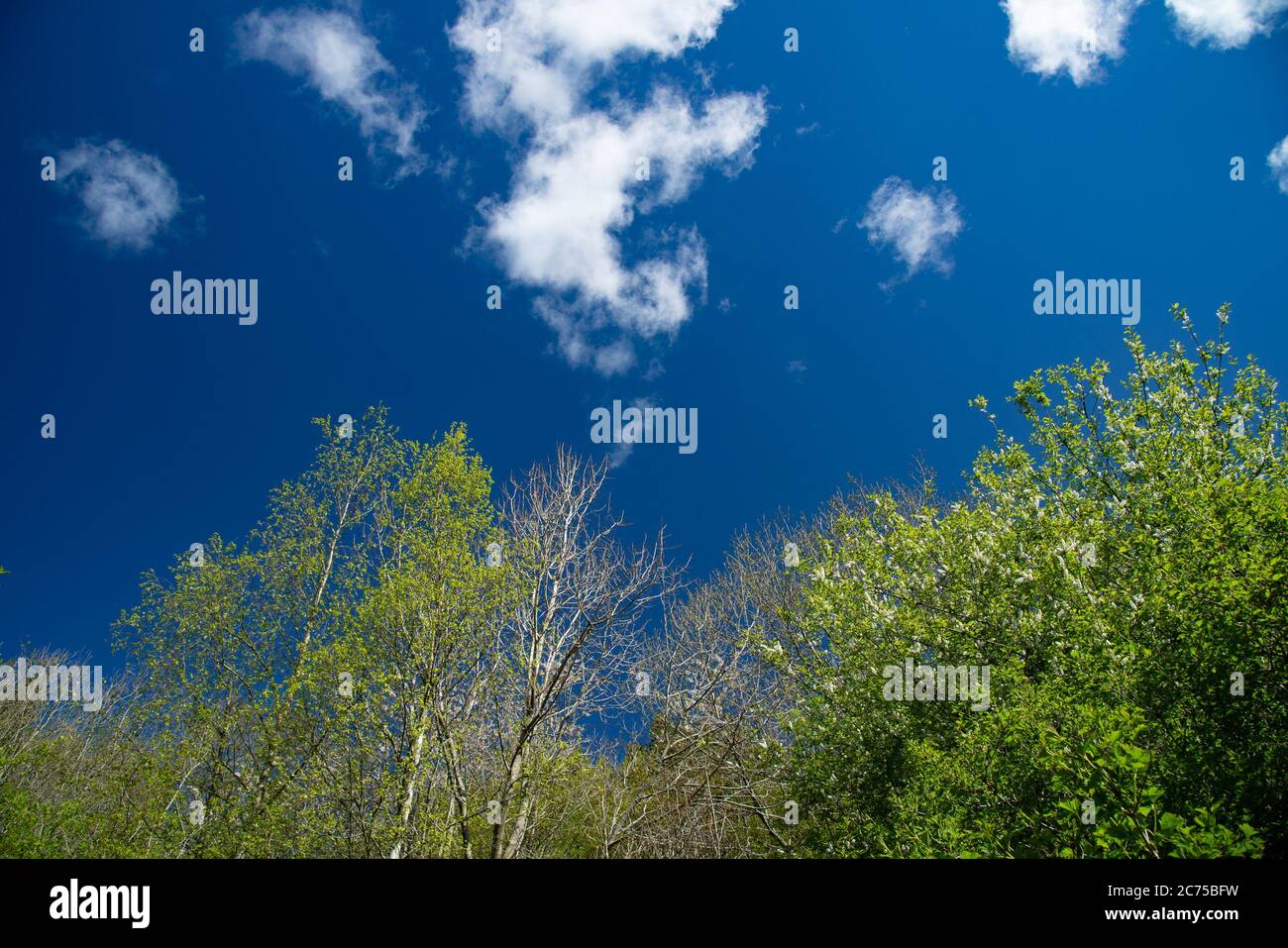 Cielo blu e foglie , Chipping, Preston, Lancashire, UK Foto Stock