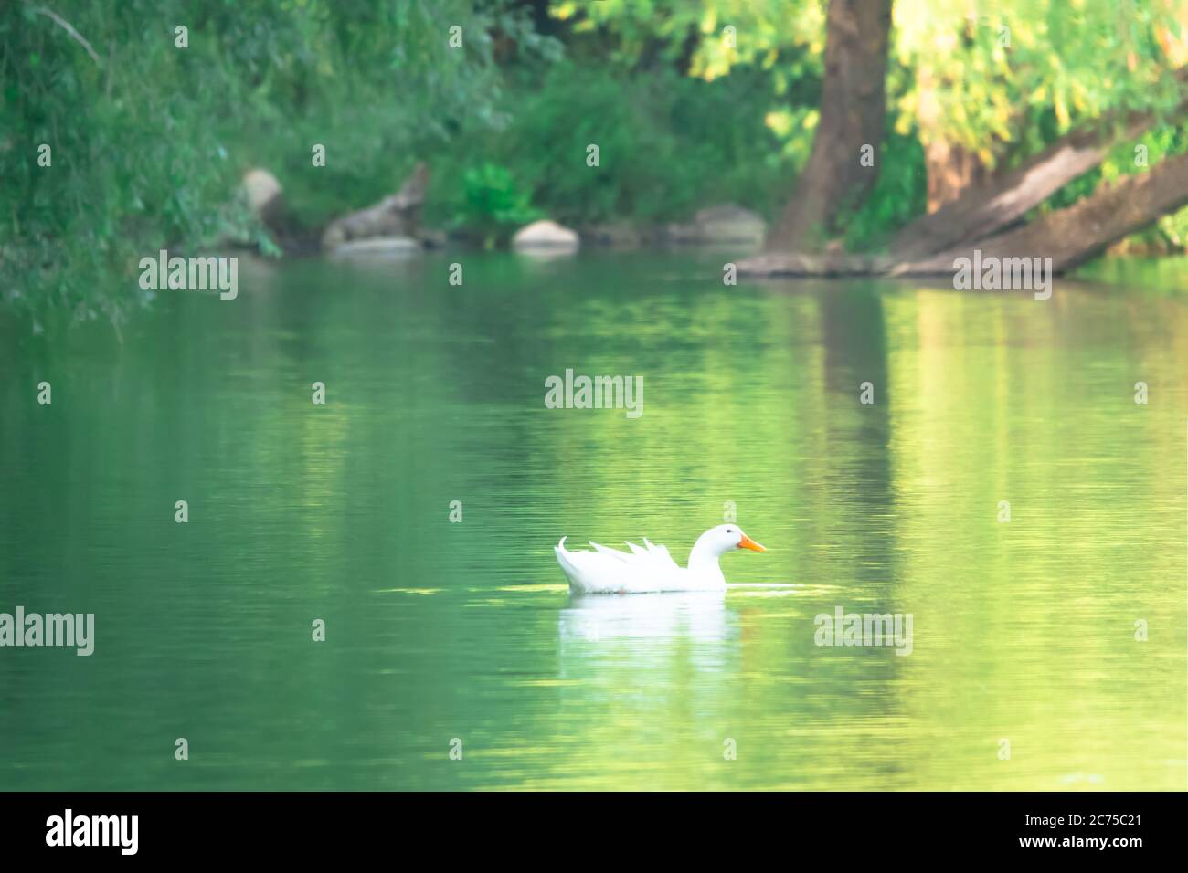 Splendido paesaggio naturale in estate con alberi verdi intorno al lago e carina anatra selvatica. Foto Stock