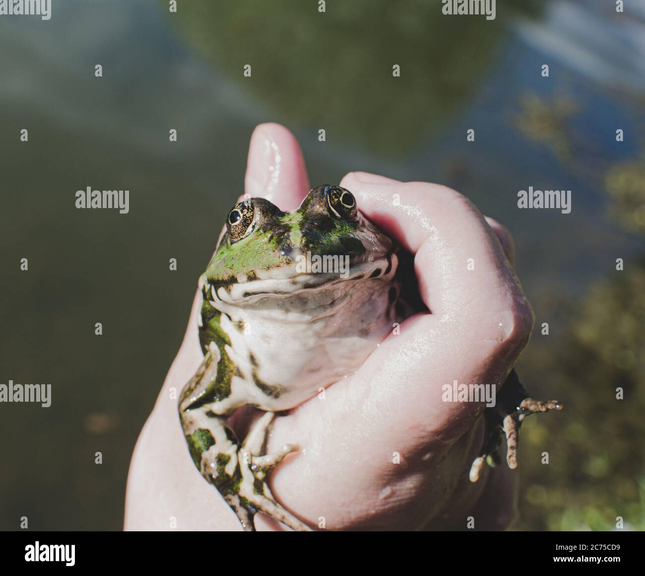 Catturato rana di lago in mano, specie Pelophylax ridibundus, femmina, la più grande rana in Russia Foto Stock