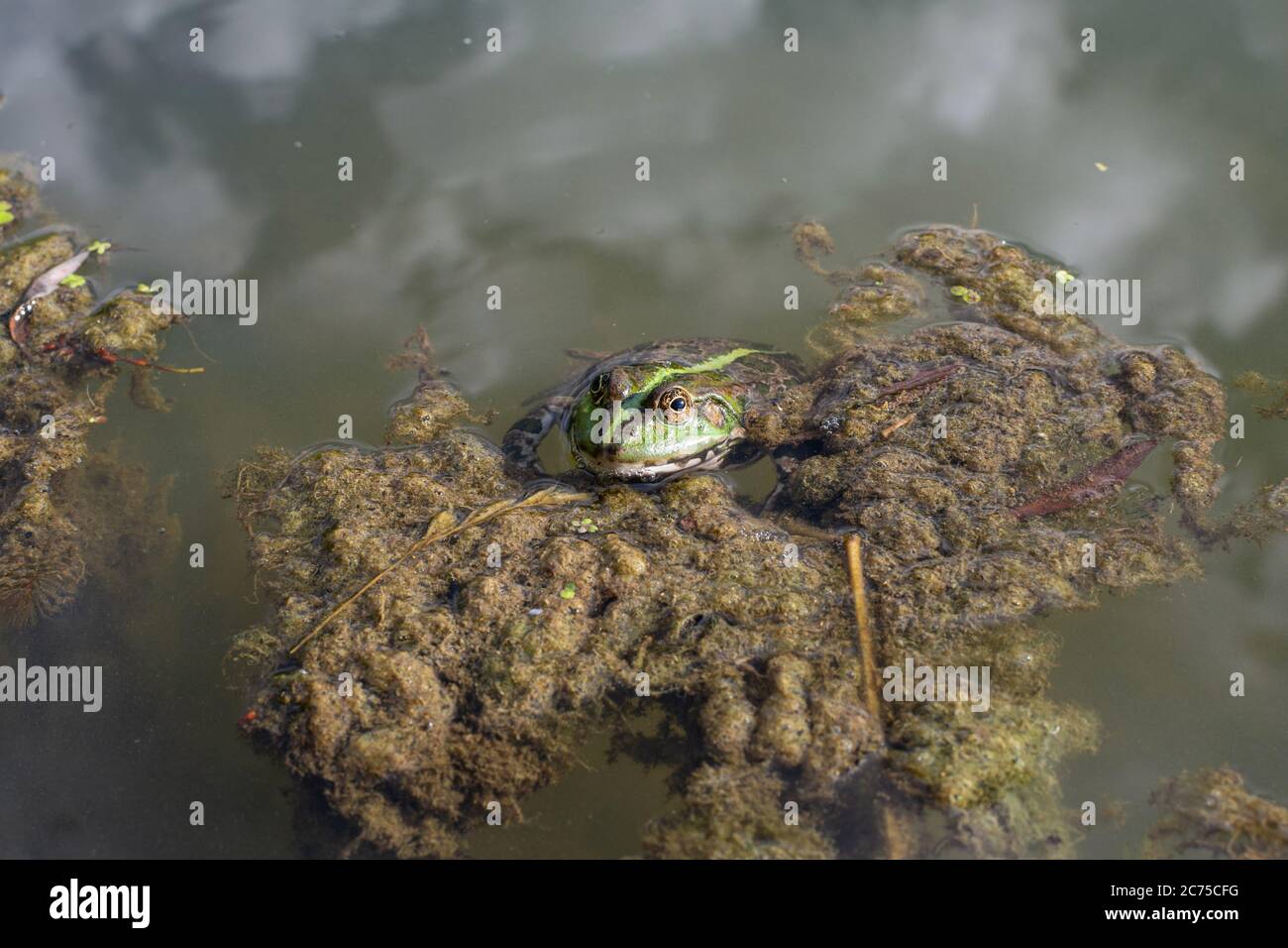 Rana di lago nello stagno, specie Pelophylax ridibundus, femmina. La rana più grande in Russia Foto Stock