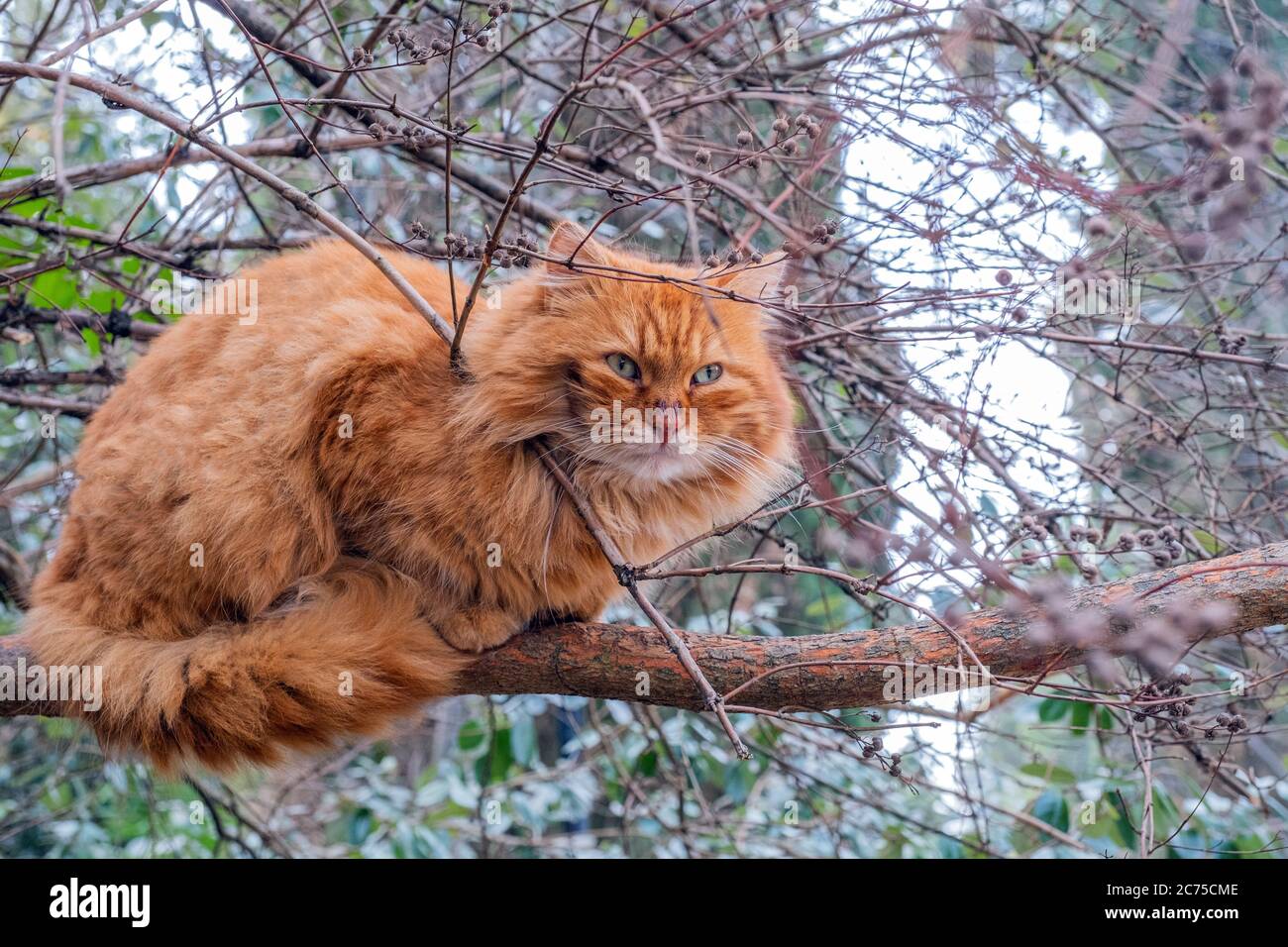 Un gatto rosso feriale meraviglioso con occhi verdi si siede su un ramo spesso Foto Stock