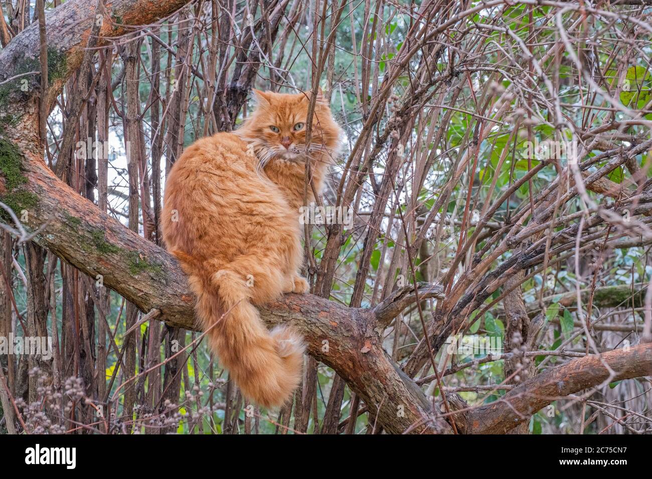 Un gatto rosso feriale meraviglioso con gli occhi verdi siede su un ramo spesso e guarda indietro. Foto Stock