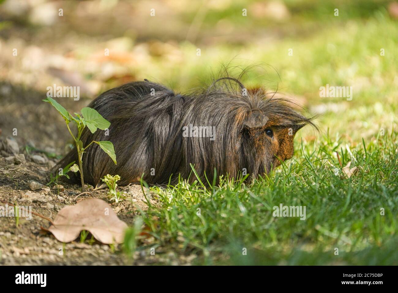 Cavia di maiale, cavia di capelli lunghi che vagano liberamente nel parco in Spagna. Foto Stock