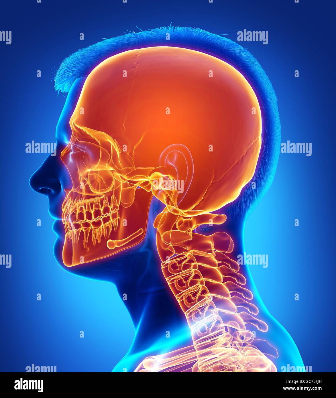 rappresentazione 3d, rappresentazione accurata dal punto di vista medico del cranio evidenziato Foto Stock