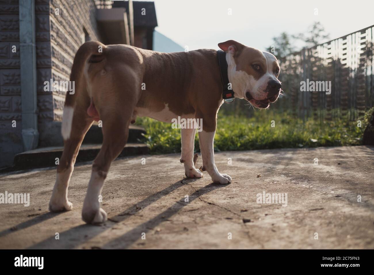 Cane americano Staffordshire in piedi nel cortile e ringhiando. Dietro ci sono montagne e splendidi tramonti estivi. Foto Stock
