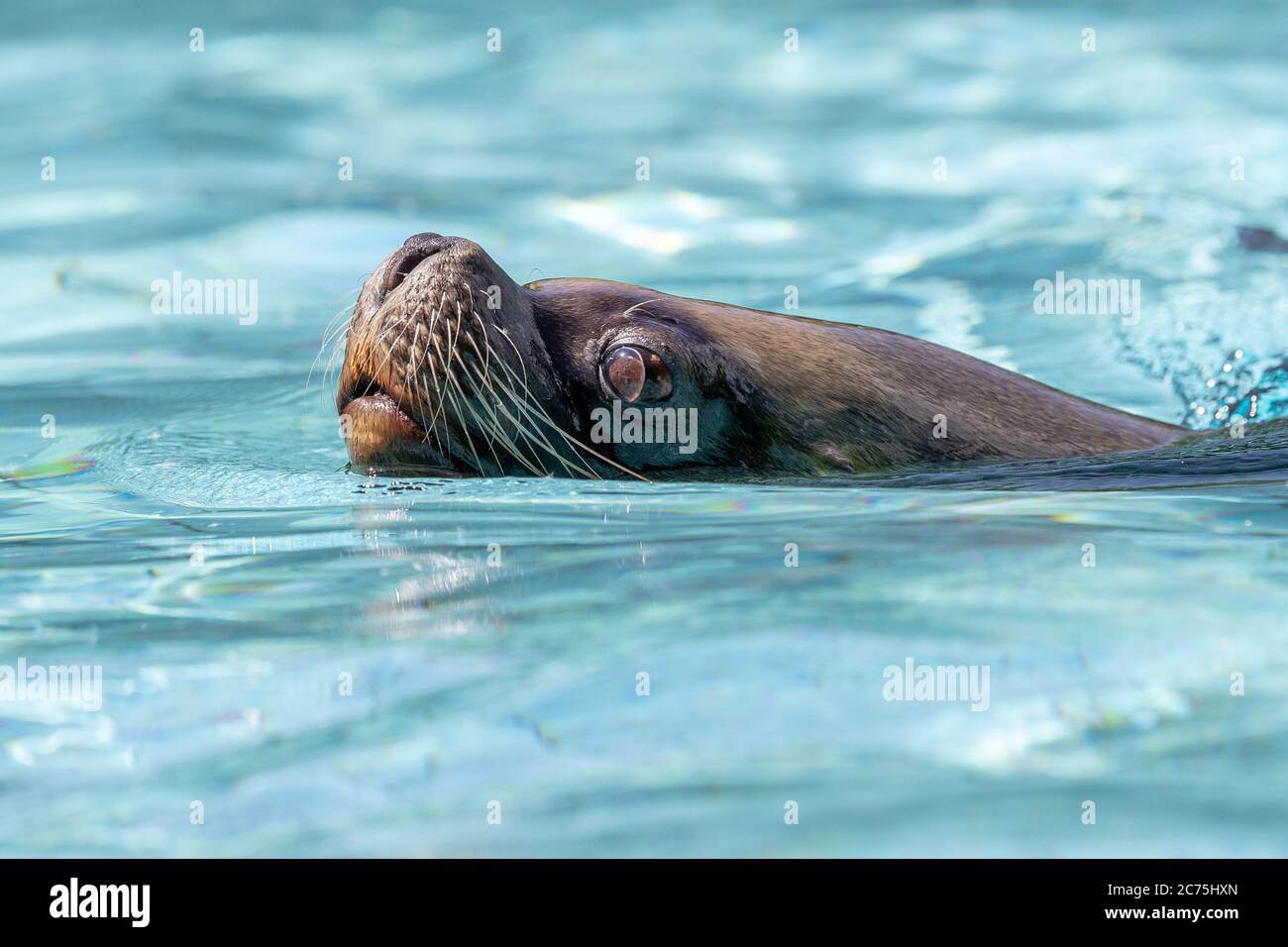 Leone di mare che nuotano durante uno spettacolo Foto Stock