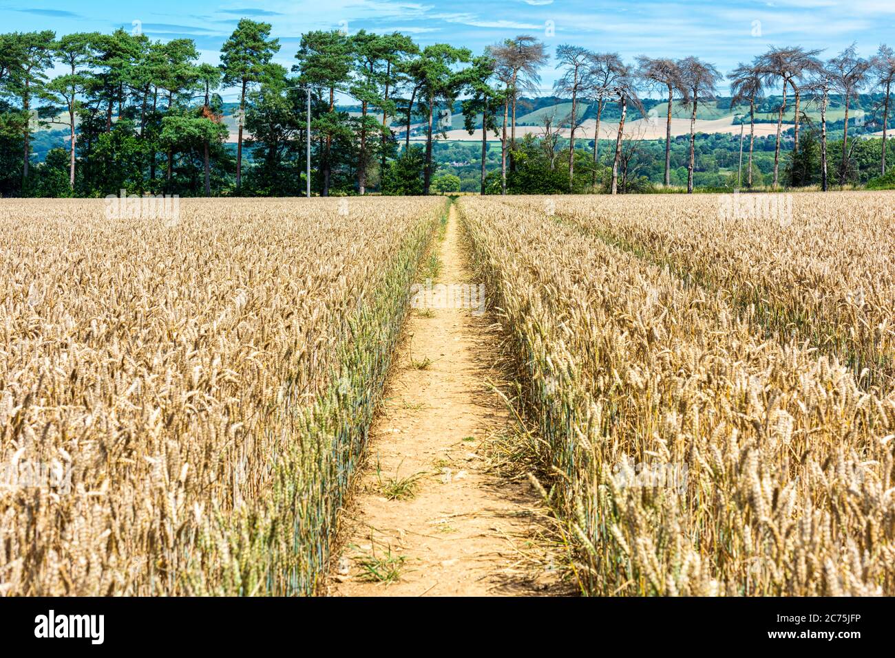 Sentiero che attraversa un campo di grano vicino a Maidstone nel Kent. I bassi a nord possono essere visti in lontananza. Foto Stock