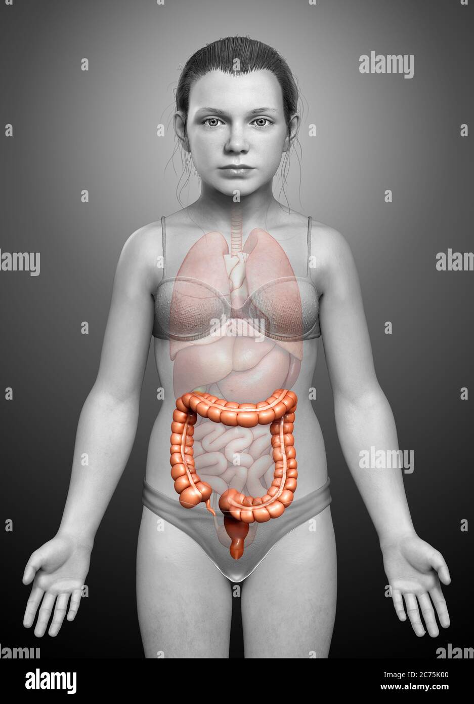 rappresentazione 3d, rappresentazione accurata dal punto di vista medico dell'anatomia dell'intestino crasso della ragazza Foto Stock