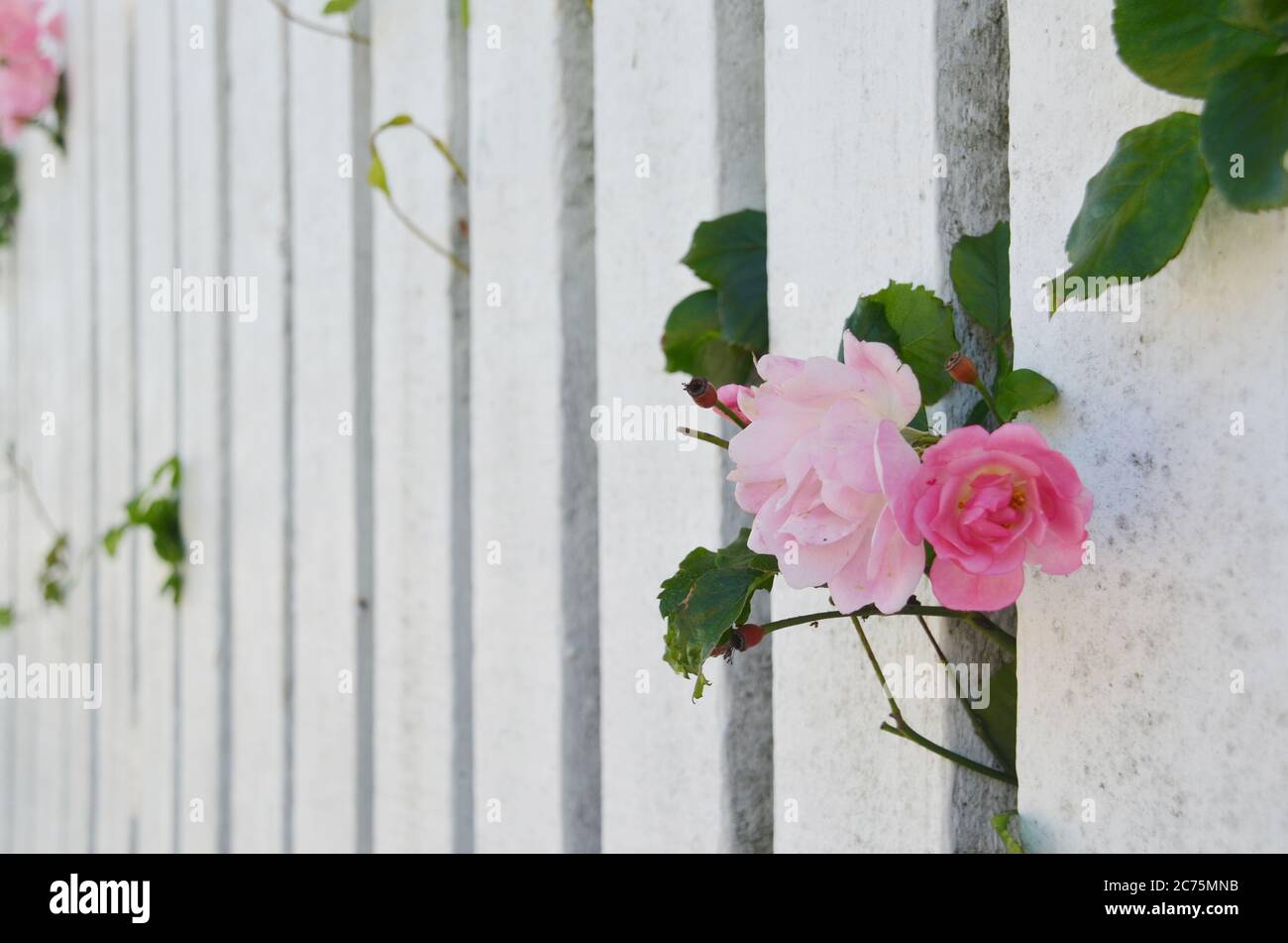 Bella rosa che cresce fuori dal Fence di legno. Foto Stock