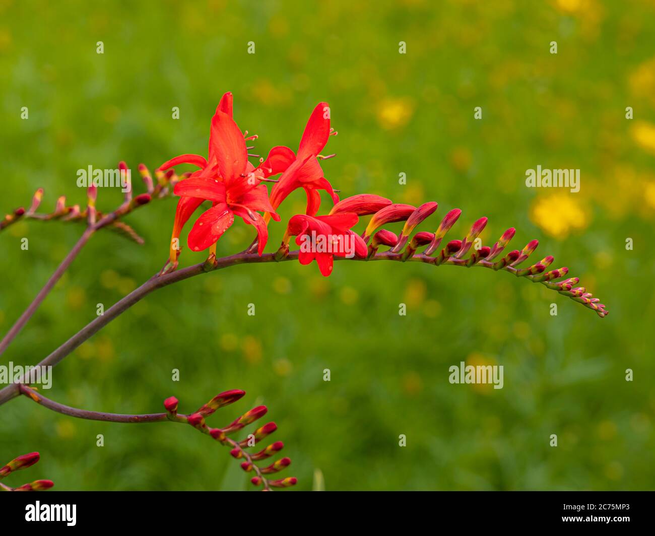 Closeup di un fiore crosmia Spike con fiori rossi e boccioli in un giardino Foto Stock