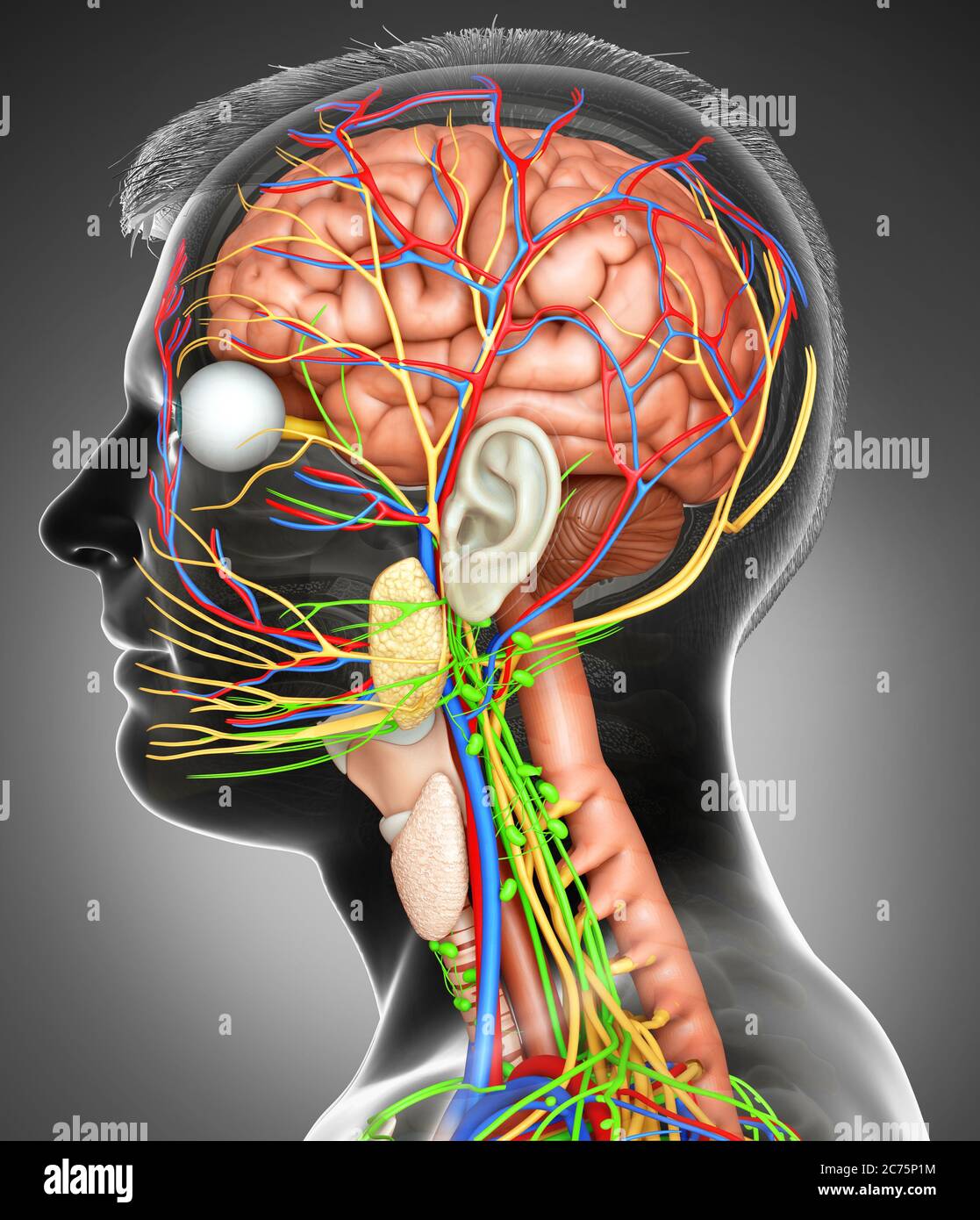 rappresentazione 3d con rappresentazione medica accurata di un'anatomia cerebrale maschile Foto Stock