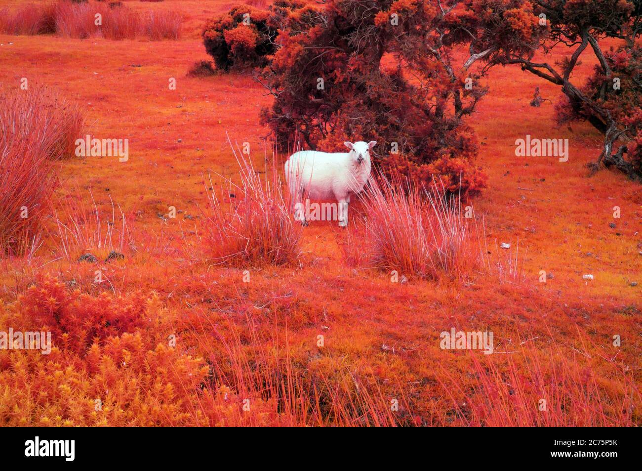 Agnello inquisitivo Foto Stock