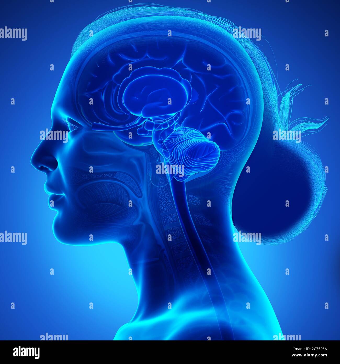 rappresentazione 3d con rappresentazione medica accurata di un'anatomia cerebrale femminile Foto Stock