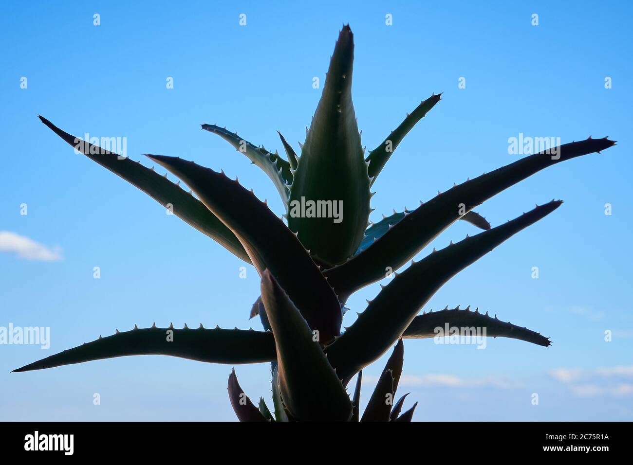 Pianta di Aloe vera nel balcone Foto Stock