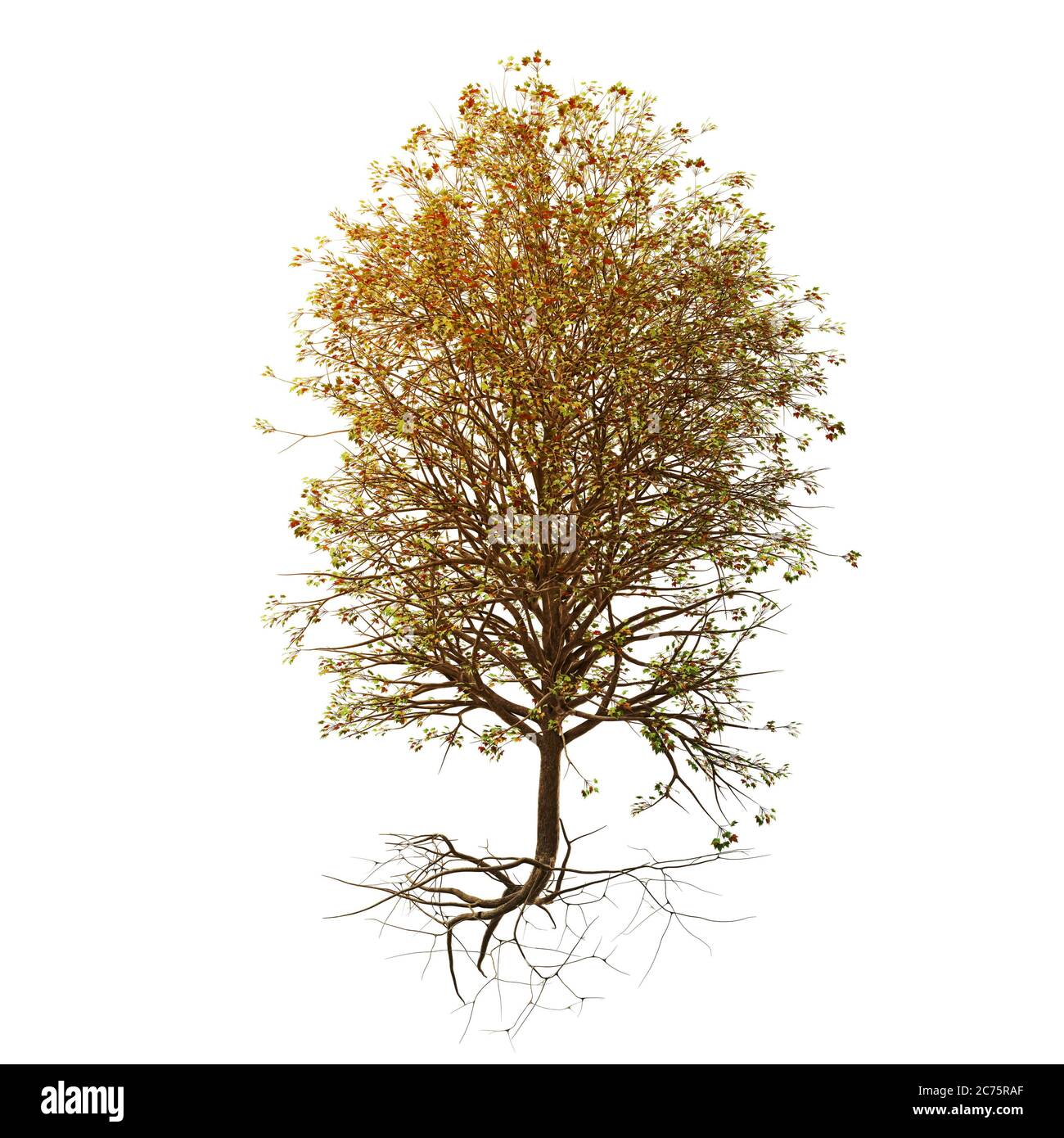 albero con un sacco di foglie verdi e arancioni, con radici - isolato su uno sfondo bianco Foto Stock