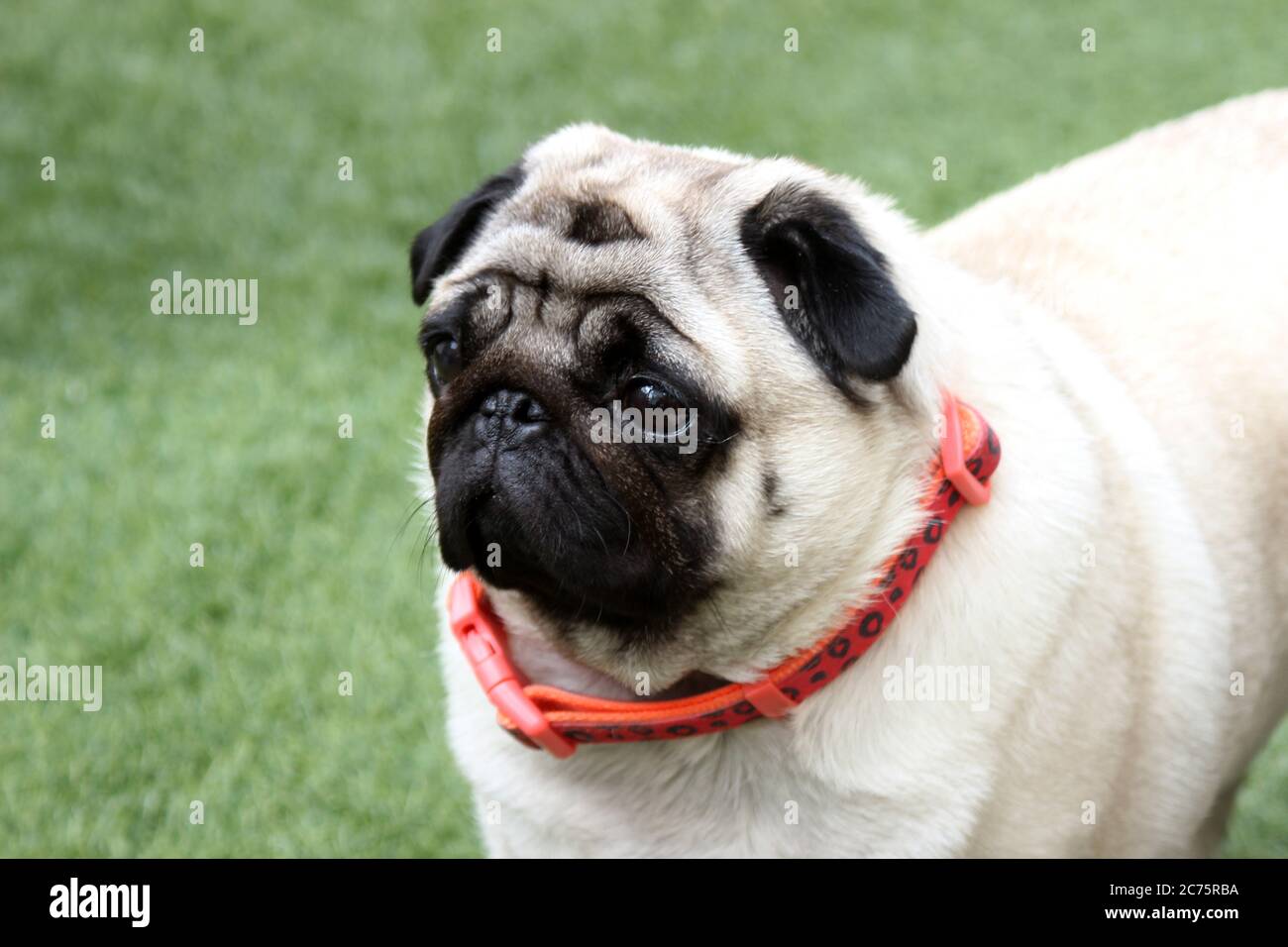 Pug Foto Stock