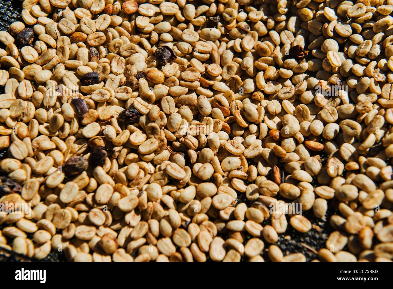 Chicchi di caffè che si asciugano al sole nelle montagne di Boquete, Panama, America Centrale Foto Stock