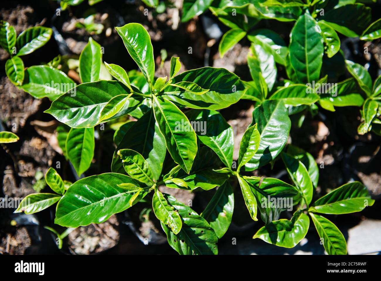 Giovane pianta di caffè verde, Boquete, Panama, America Centrale Foto Stock