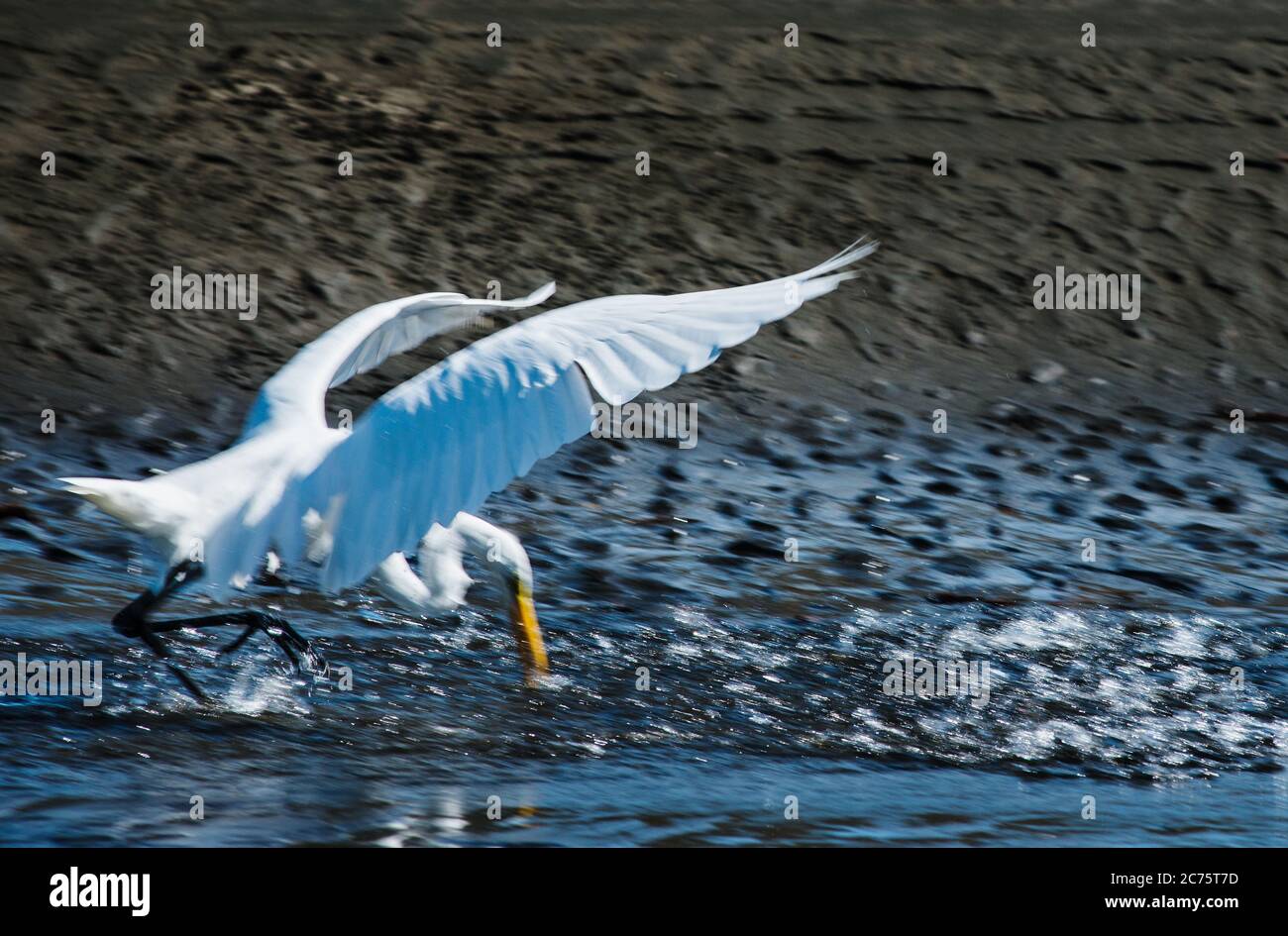 White Egret uccello cattura un pesce, Santa Catalina, Panama, America Centrale Foto Stock