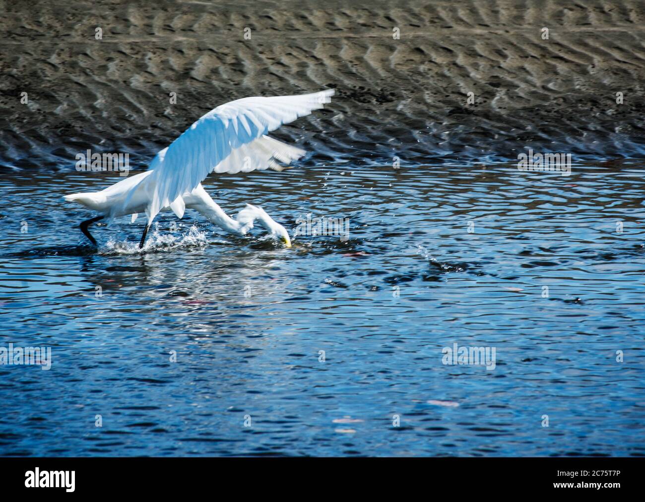 White Egret uccello cattura un pesce, Santa Catalina, Panama, America Centrale Foto Stock