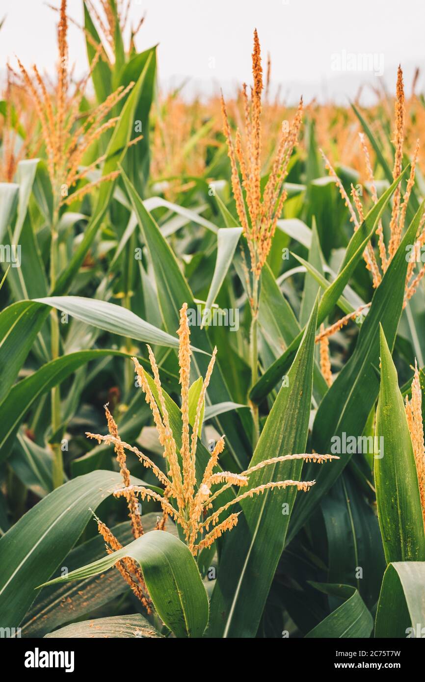 Telaio riempito di piante di mais che portano il tassel dorato. Messa a fuoco selezionata. Orientamento verticale. Foto Stock