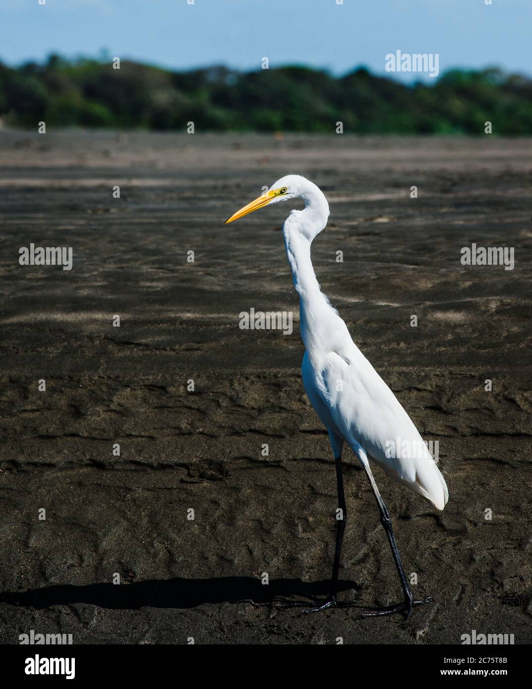 Uccello bianco di Egret, Santa Catalina, Panama, America Centrale Foto Stock