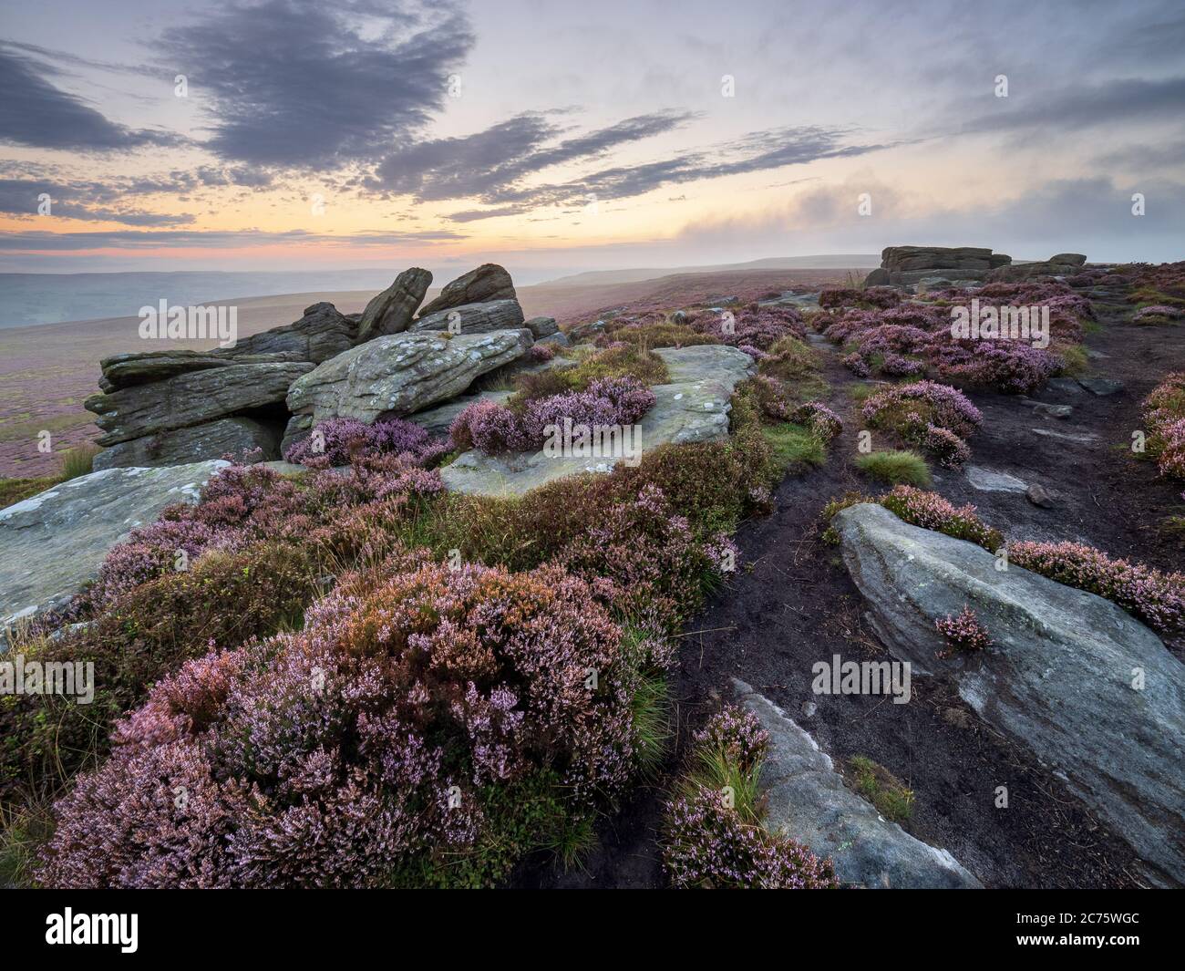 Il est pietre Buck su Rombalds Moor (Ilkley Moor) sono circondati da Heather come il sole sorge su una tranquilla mattina d'estate. Foto Stock