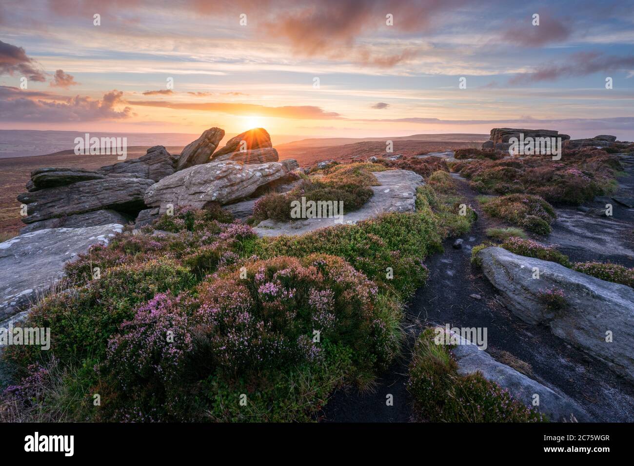 Il est pietre Buck su Rombalds Moor (Ilkley Moor) sono circondati da Heather come il sole sorge su una tranquilla mattinata estiva, l'illuminazione della scena. Foto Stock