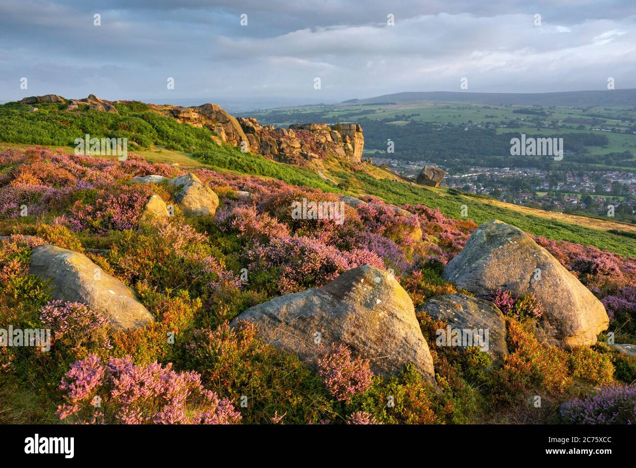 Fioritura heather copre Rombalds Moor intorno alla mitica vacca e vitello sopra rocce Ilkley, illuminato da golden. La luce del mattino in una bella mattina d'estate. Foto Stock