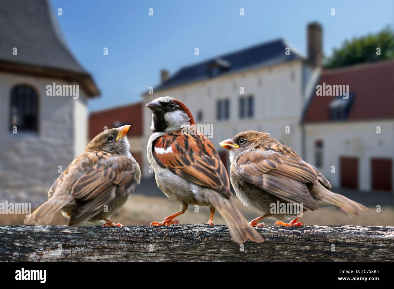 Passera comune / passera casa (Passer domesticus) maschio con due bambini su recinzione giardino Foto Stock