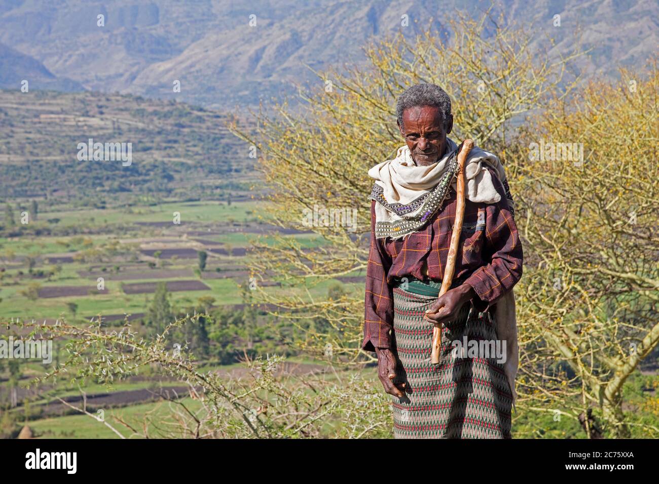 Vecchio pastore nero che pastora bestiame in montagna, Lasta Amhara Regione, Etiopia, Africa Foto Stock