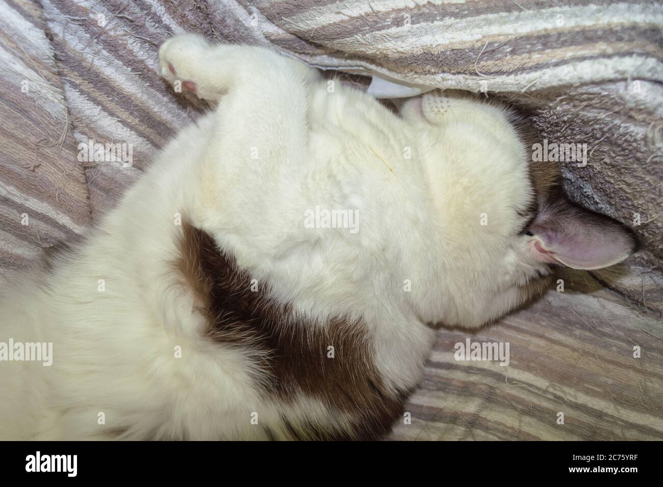 dormendo sul suo gatto posteriore nascondendo il suo muso dentro coperta di terry Foto Stock