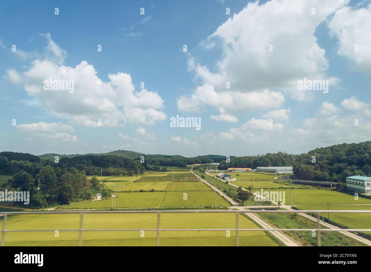 Vista di alcuni campi di colture verdi nella zona rurale della Corea del Sud in giornata di sole Foto Stock