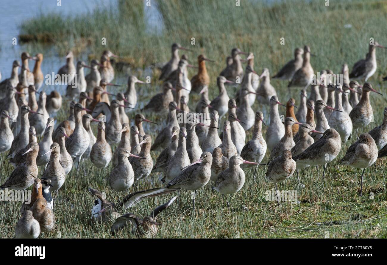 godwit (Limosa limosa) dalla coda nera si accovacciano con la testa in su, allertano i predatori aerei mentre girovagano nei margini paludosi di un lak poco profondo Foto Stock