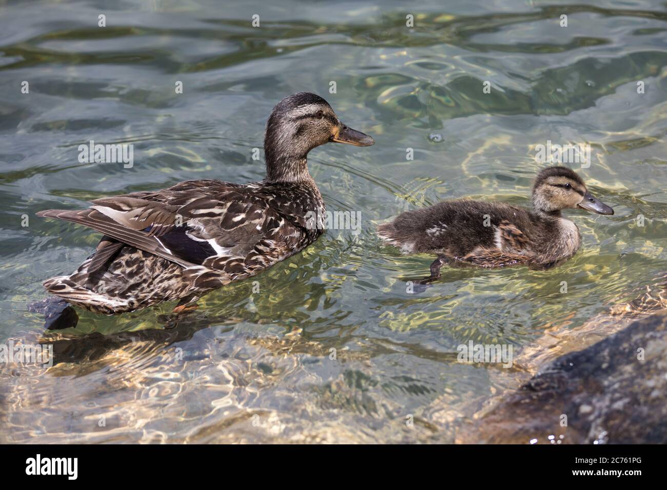 madre anatra nuotare con anatroccolo Foto Stock