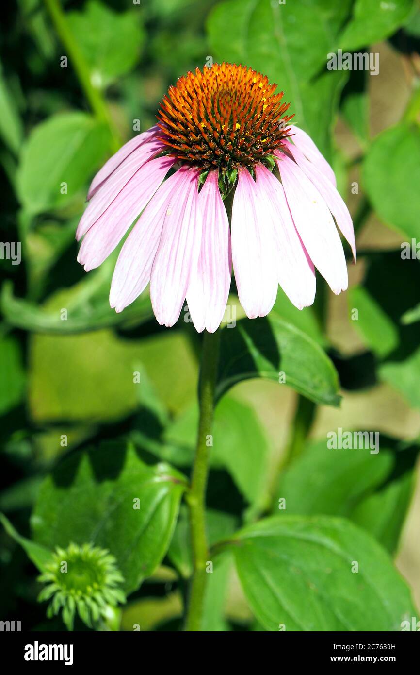 porpora orientale, porpora viola, hedgehog coneflower, echinacea, Purpur-Sonnenhut, Roter Scheinsonnenhut, Echinacea purpurea Foto Stock