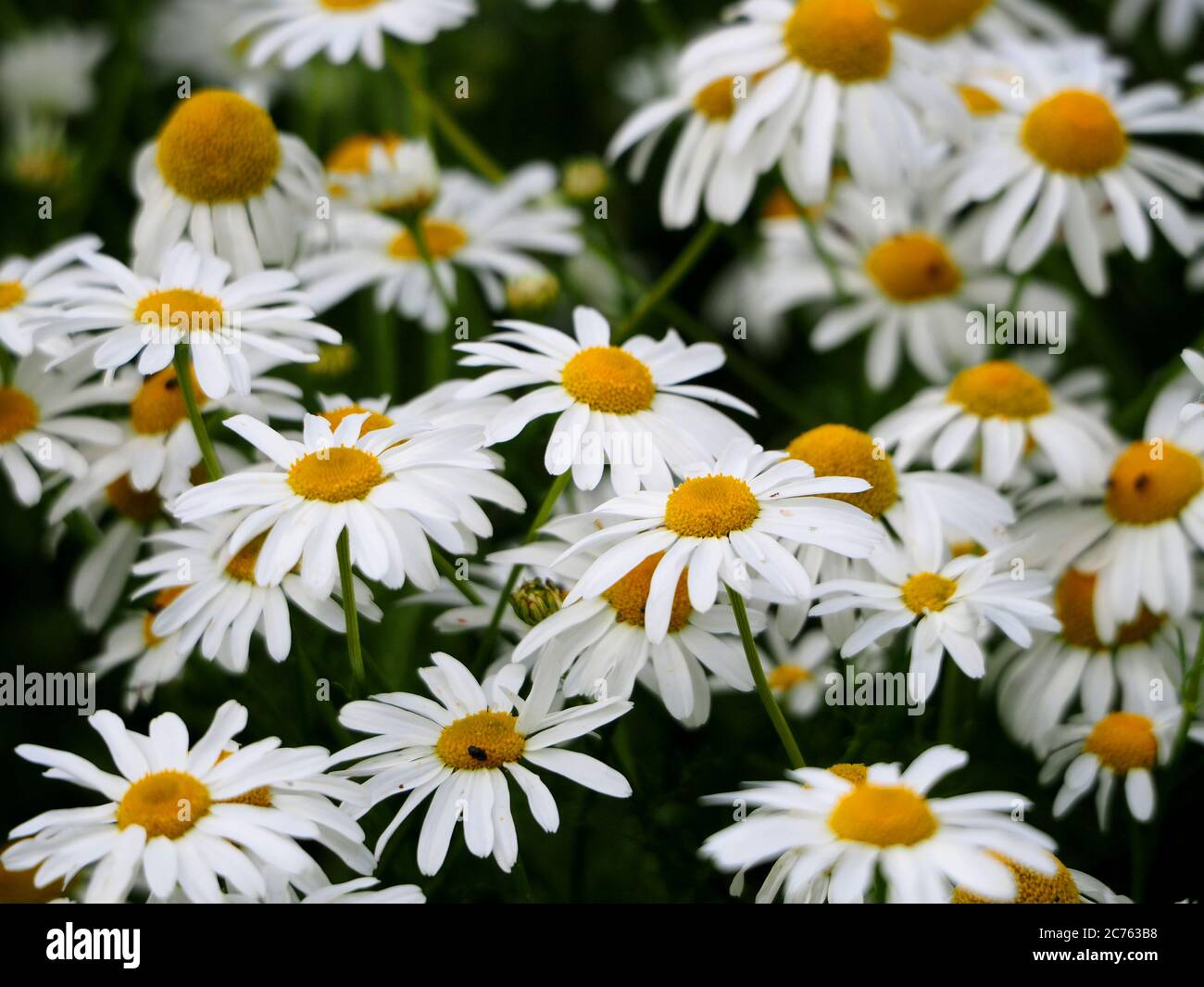 Margherite selvatiche che crescono in un campo Foto Stock