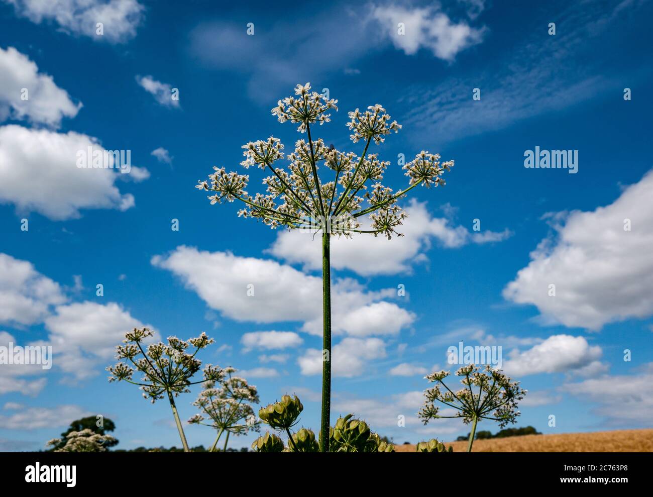 Prezzemolo di vacca, Anthrisco sylvestris, che cresce al sole d'estate contro un cielo azzurro soleggiato, Lothian orientale, Scozia, Regno Unito Foto Stock