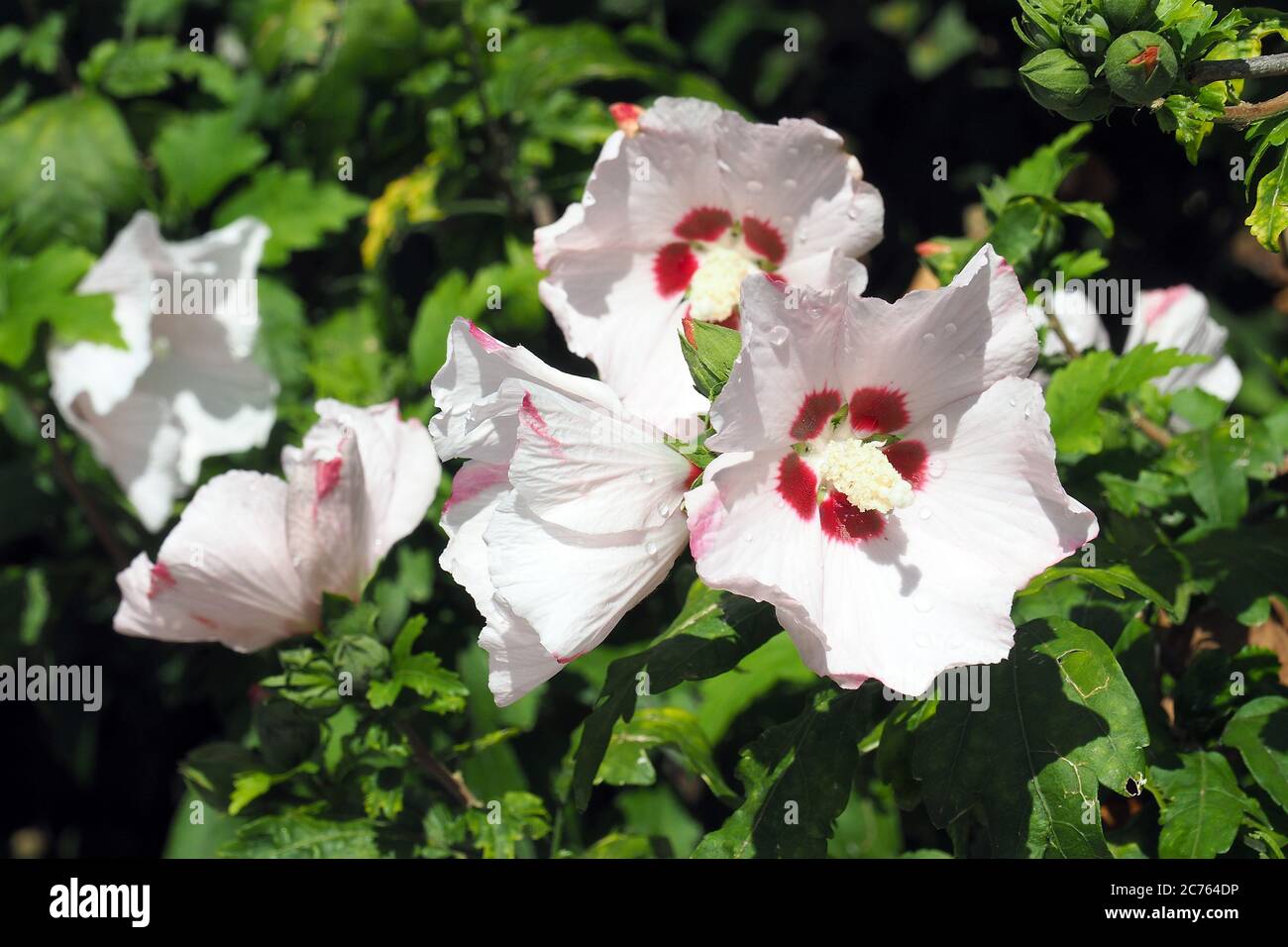 Rosa coreana, ketmia siriana, arbusto althea, mallow di rosa, Straucheibisch, Hibiscus de Syrie, Hibiscus syriacus, törökrózsa, kerti mályvacserje Foto Stock