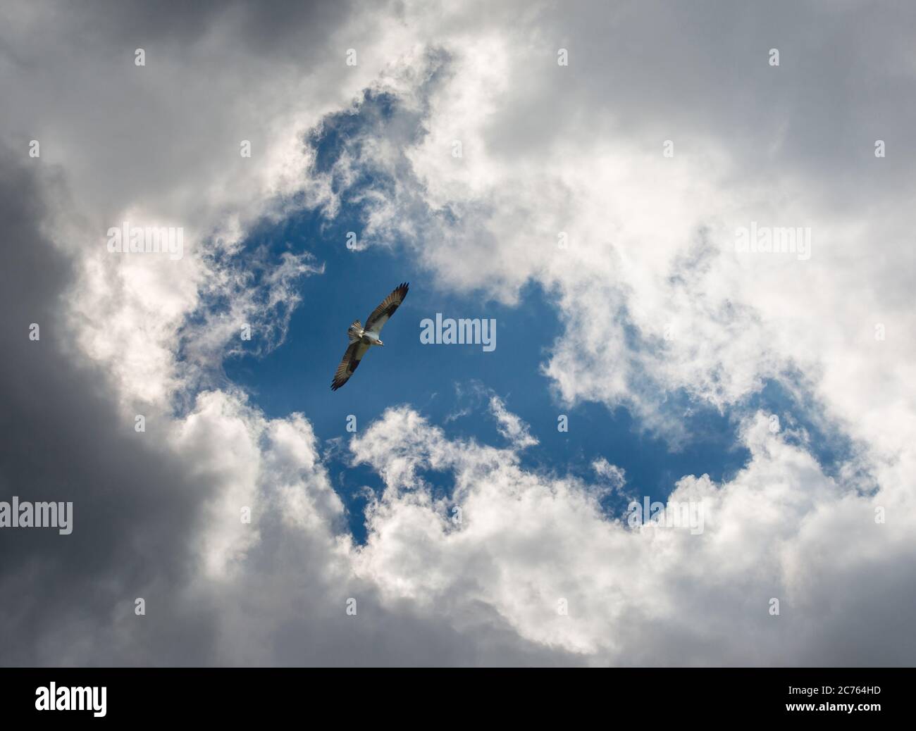 Un falco pescatore sorvola nuvole minacciose in un cielo blu profondo. Foto Stock