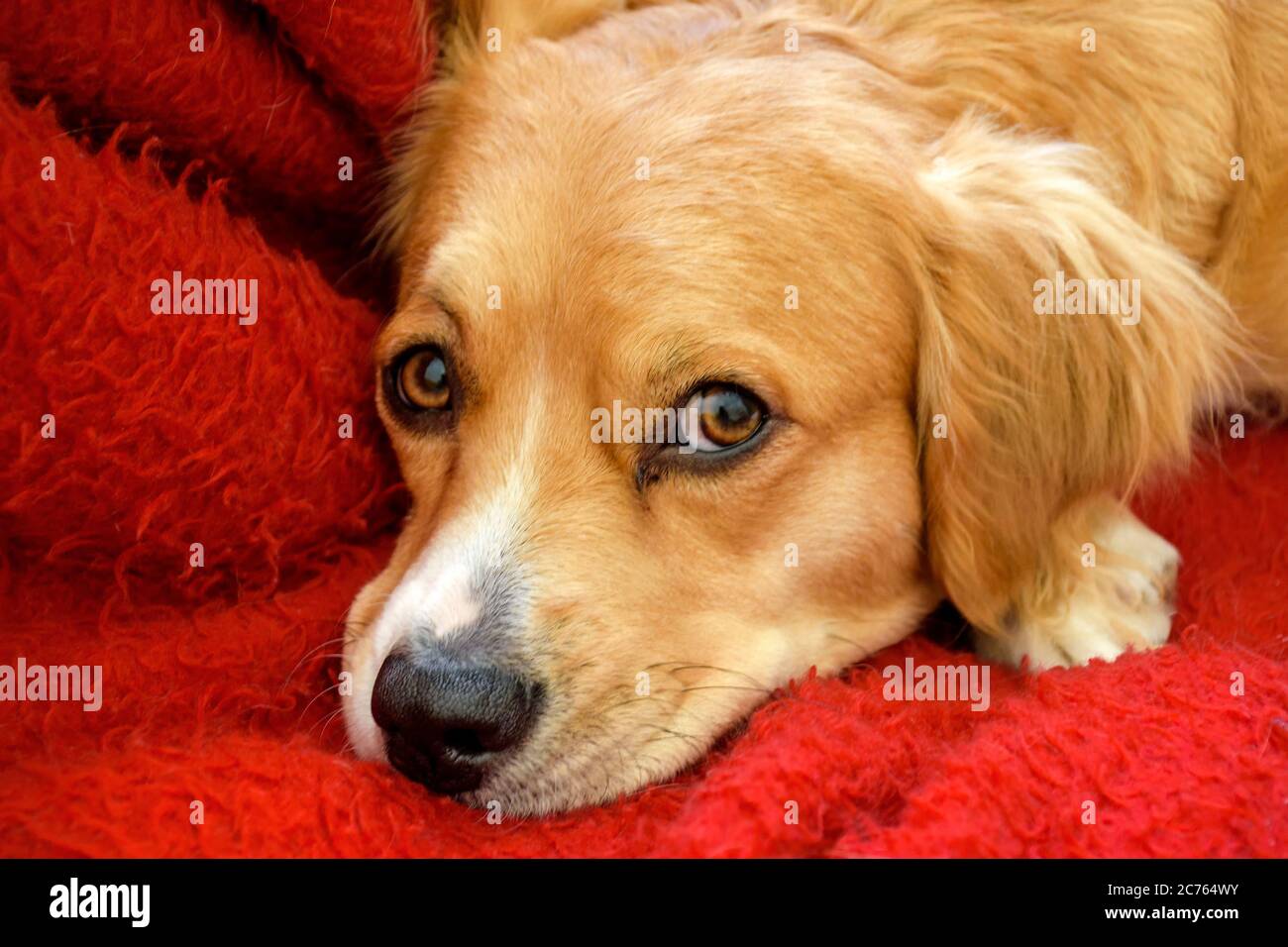 Mongrel cane cucciolo closeup guardando curioso alla macchina fotografica Foto Stock